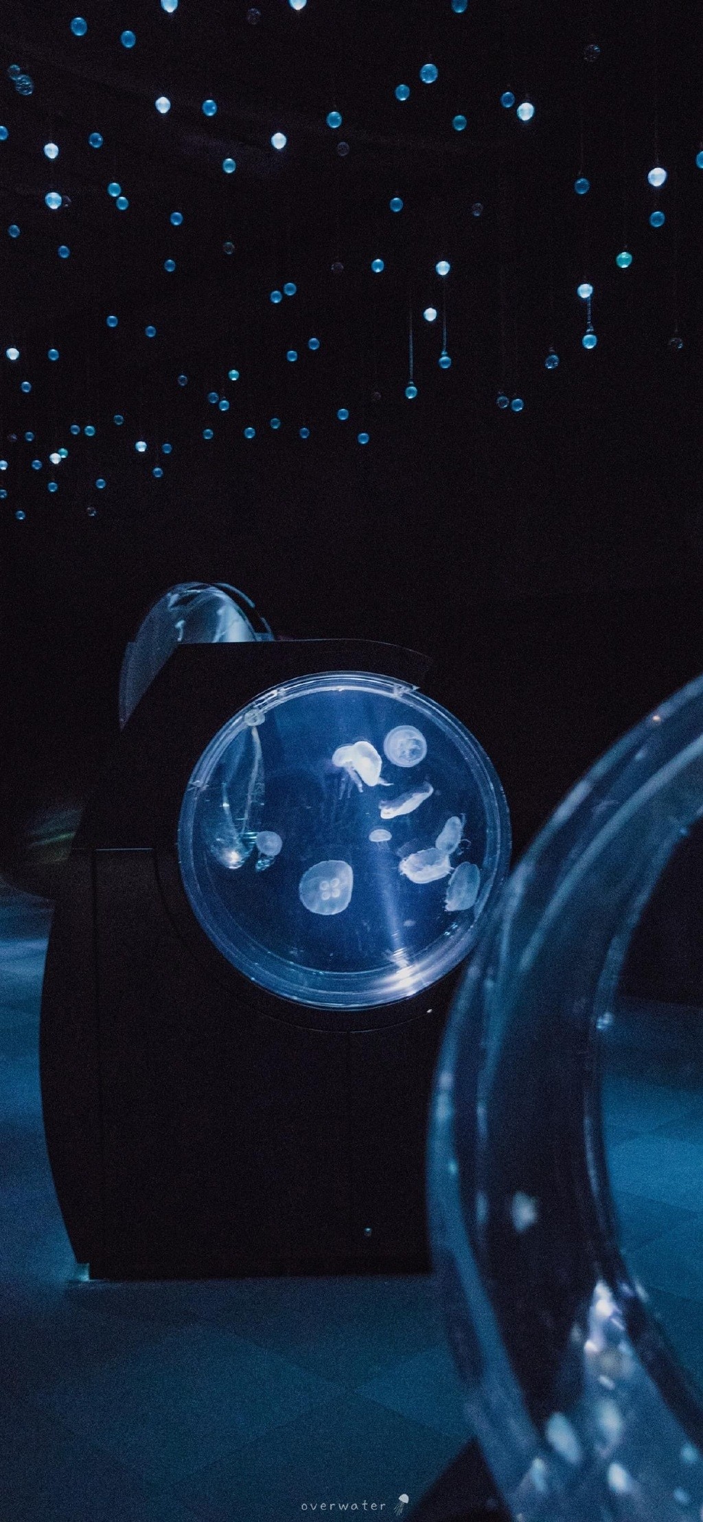 可爱海洋生物水母高清手机壁纸