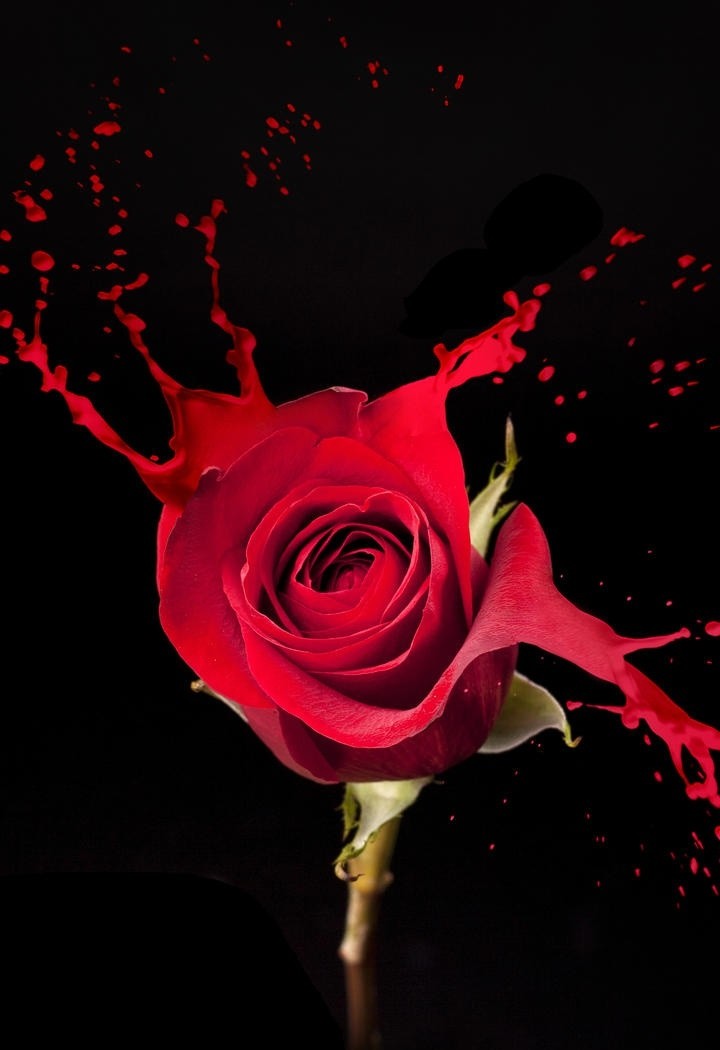 红玫瑰花瓣高清特写图片