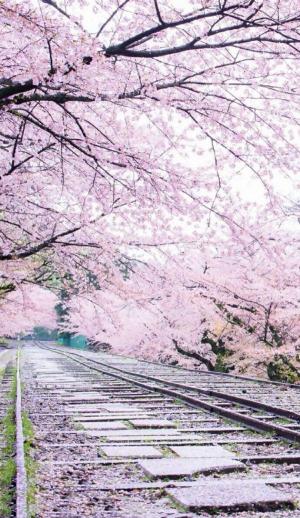 樱花公路上的唯美图片