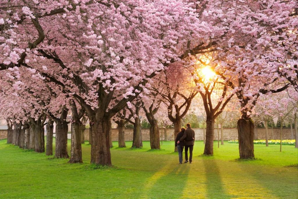 春天 公园 花瓣 樱花 夫妇 壁纸图片