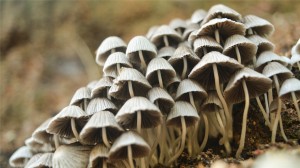 漂亮的野生蘑菇种类图片大全高清