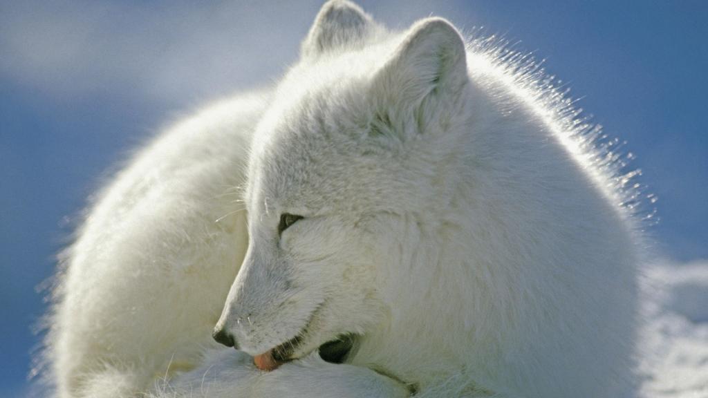冬季雪地上美丽白色北极狐高清桌面壁纸