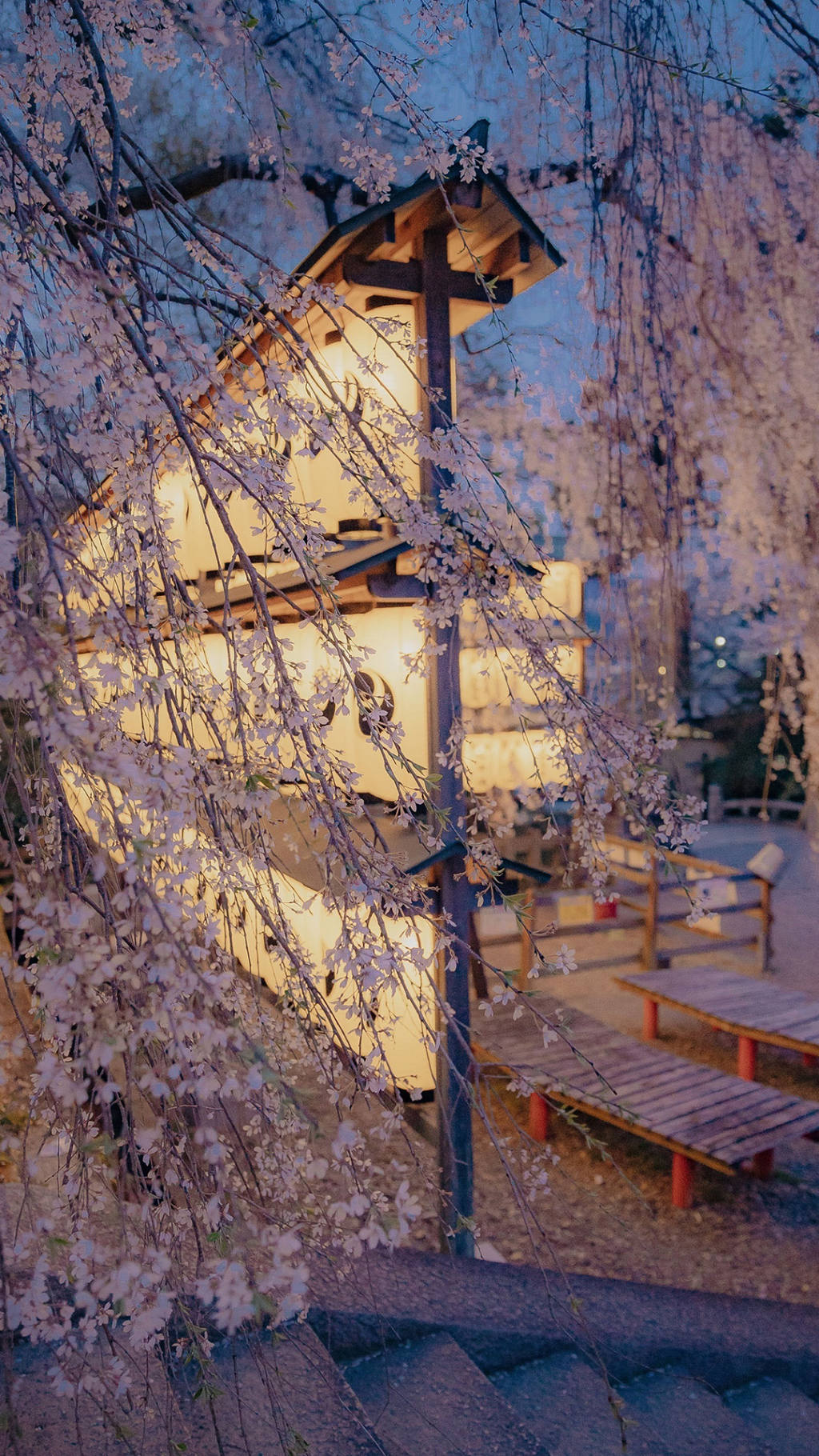 清新樱花怡人迷人京都夜景