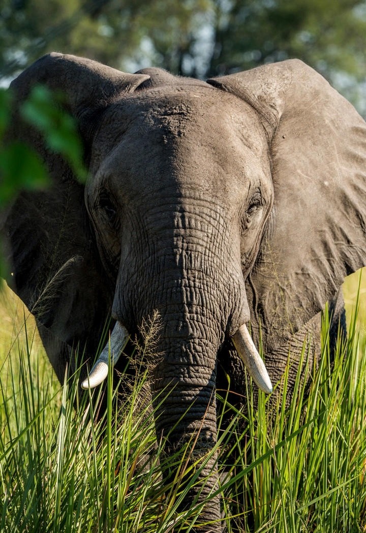 大象野生动物高清图片