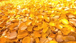 秋季黄色树叶风景电脑壁纸