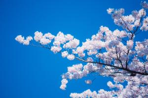 晴空下的樱花图片