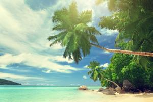 热带天堂,沙滩,海岸,海洋,棕榈树,夏天风景图片