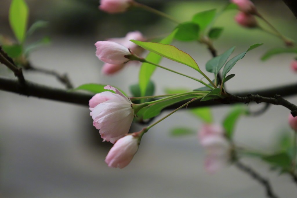 春分赏海棠