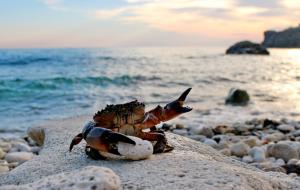 海边岩石上威风凛凛的螃蟹图片高清