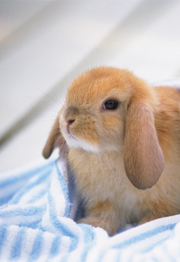 毛巾上的小兔子图片