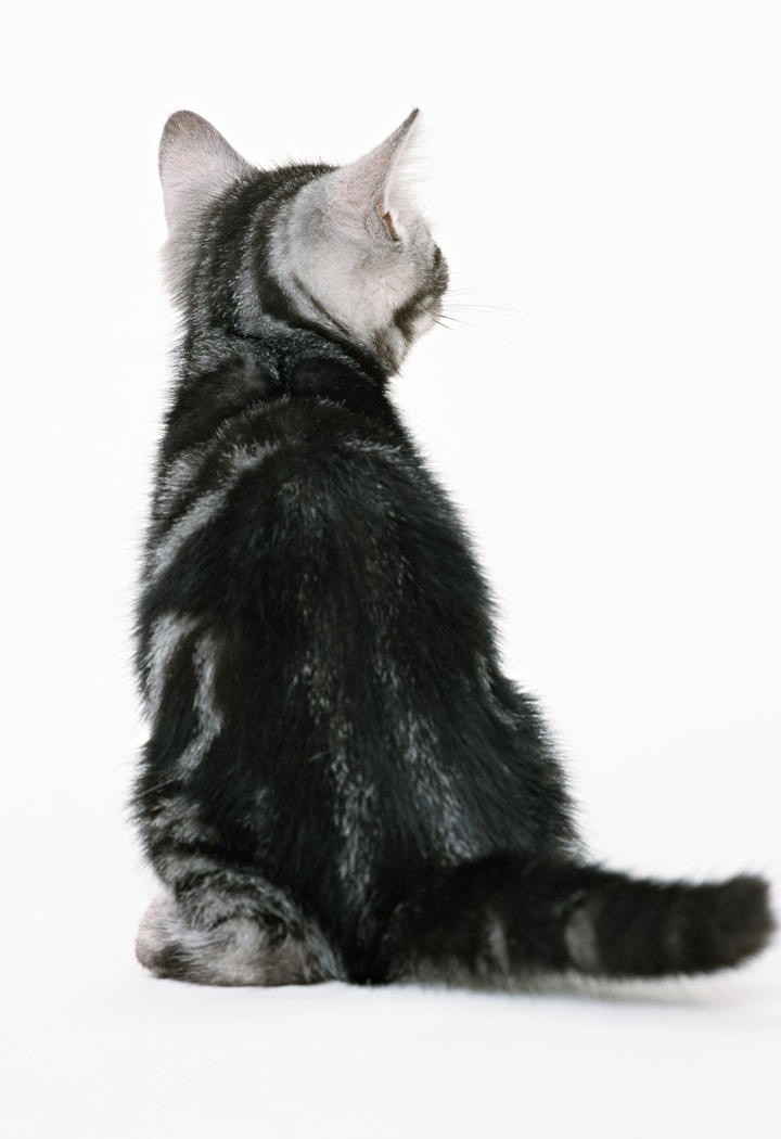 猫咪背背图片