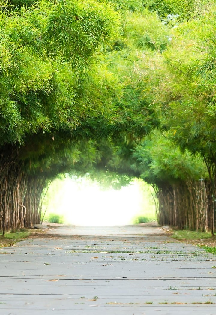 竹林形成的隧道