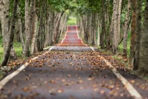林间洒满落叶秋天的小路风景图片