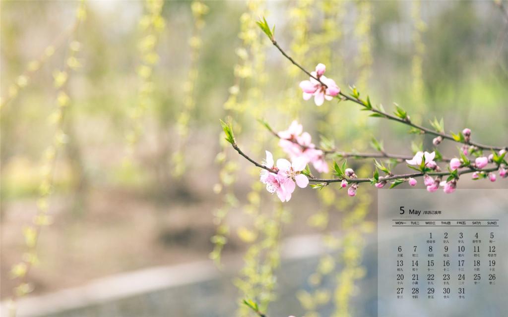 2019年5月清新美好可爱花卉高清日历壁纸
