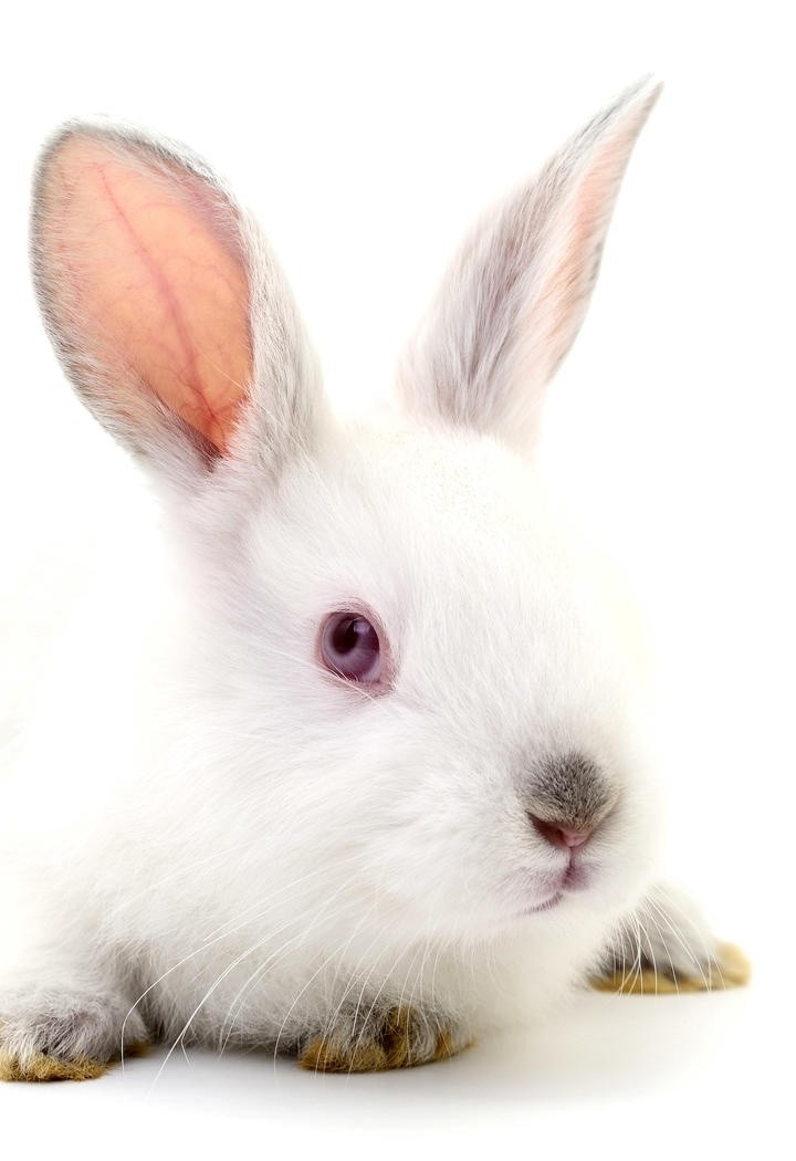 草地上的高清红眼睛白兔摄影图片