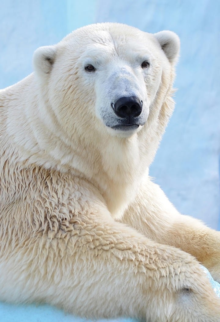 高清野生动物北极熊手机壁纸
