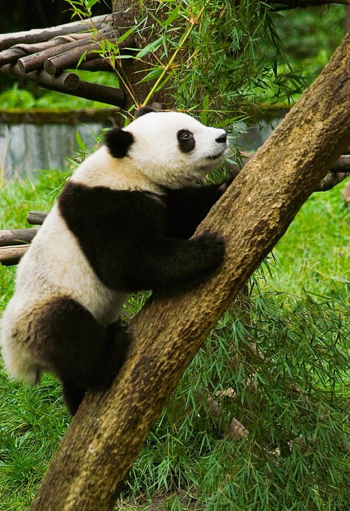 超可爱爬树的大熊猫图片