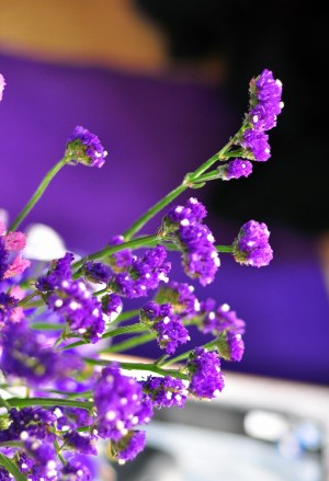 紫色勿忘我花卉