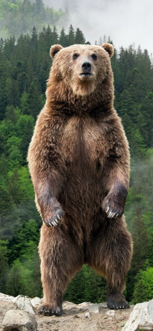 站立的棕熊