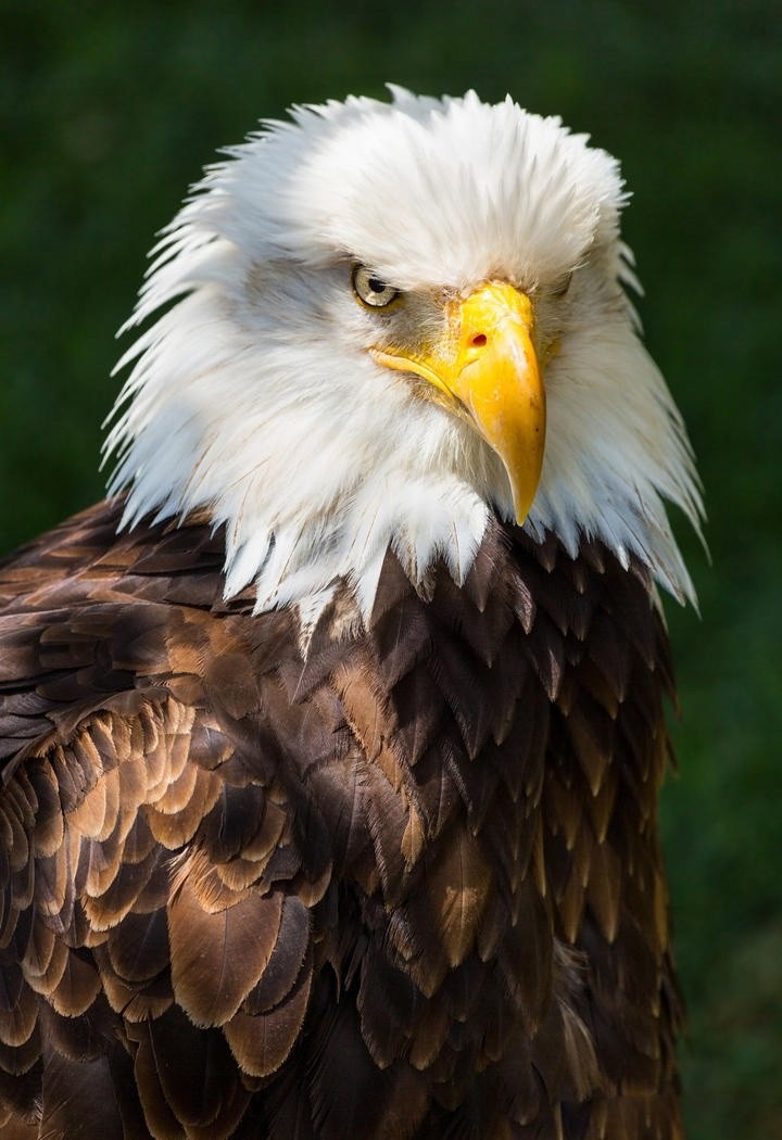 高清白头鹰动物摄影图片集