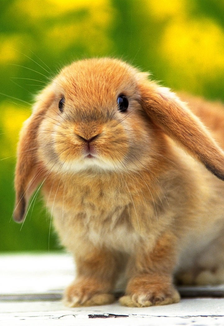 超萌可爱的大眼睛兔子动物图片