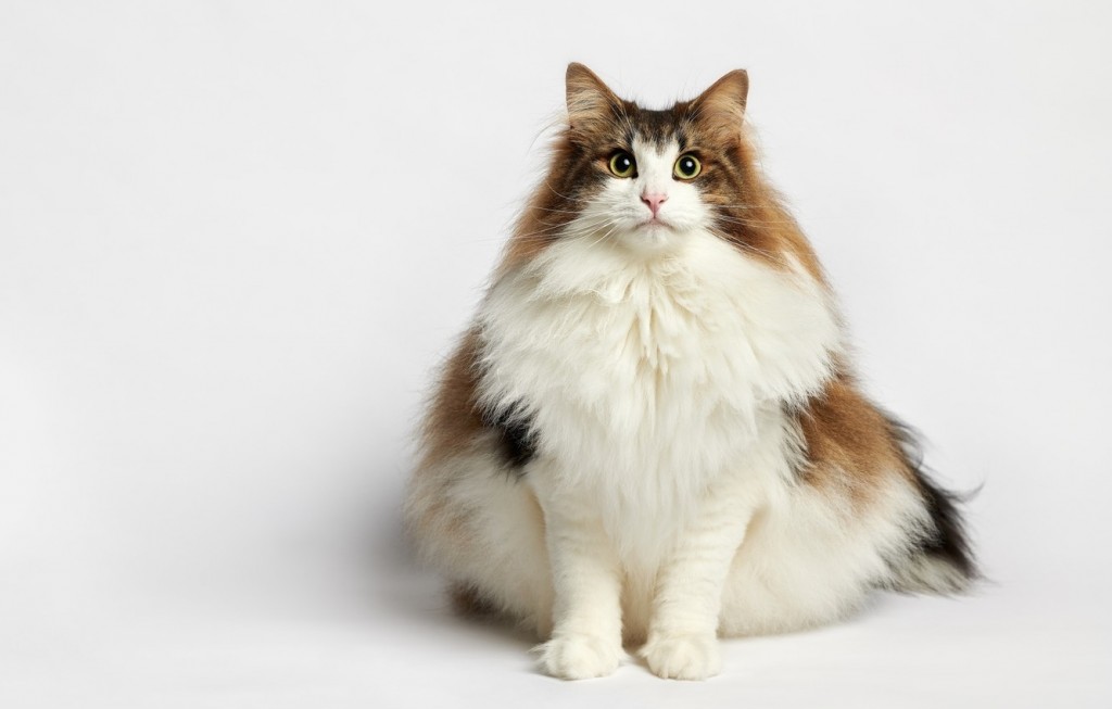 超重的挪威森林猫
