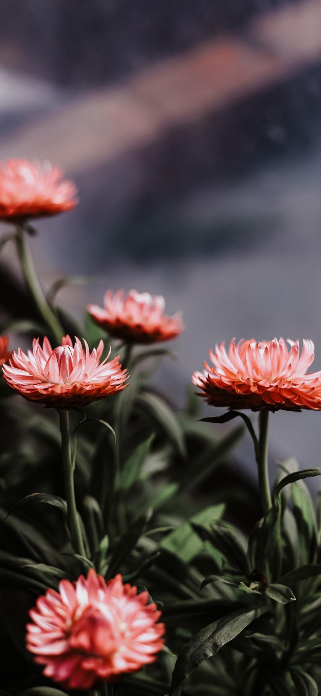 菊花植物风景手机壁纸