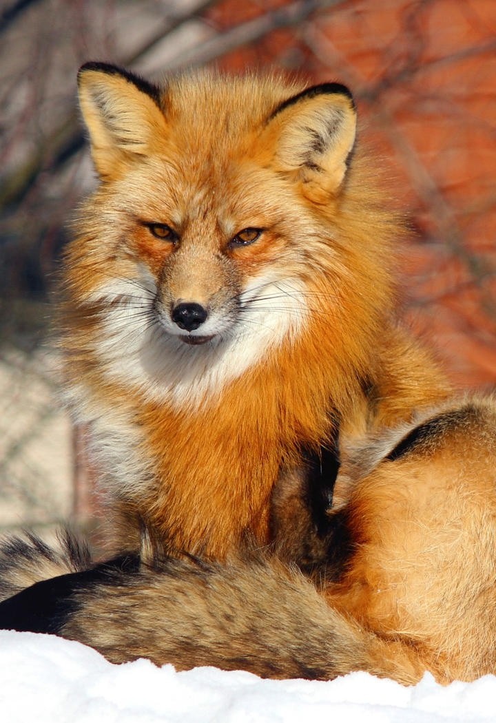 高清野生狐狸动物手机壁纸图片