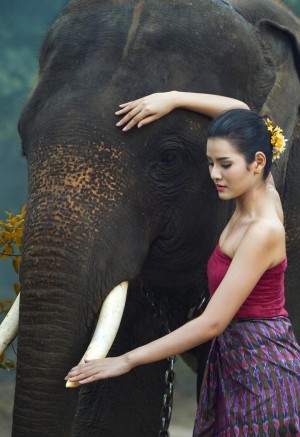 泰国大象摄影图片