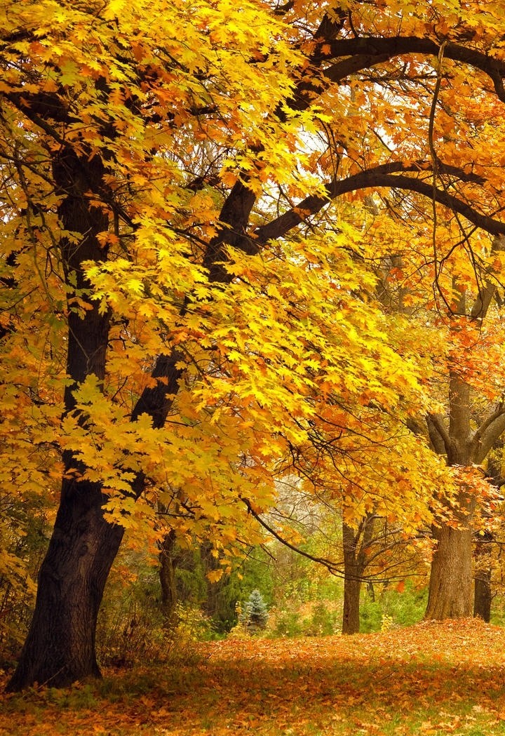 唯美秋天森林里的小路风景壁纸图片