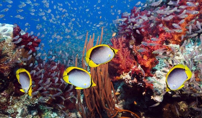 海底美丽珊瑚写真