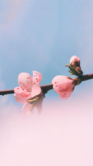 三月桃花盛开季