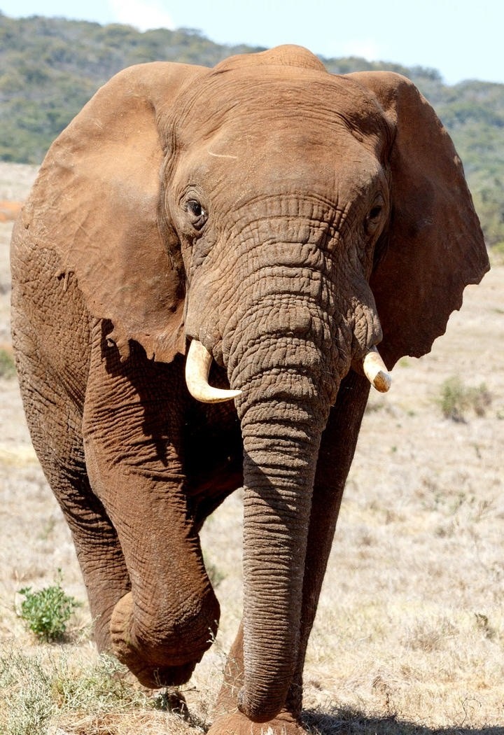 大象野生动物高清图片