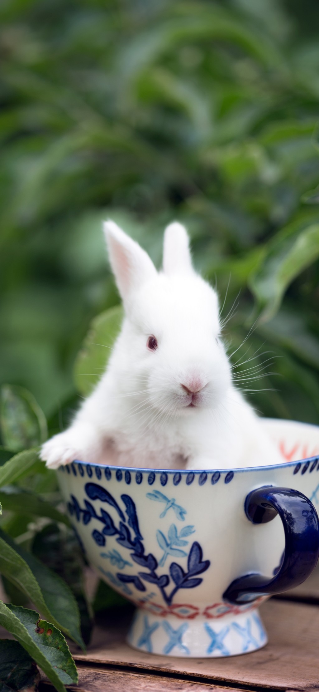 可爱兔兔高清手机壁纸