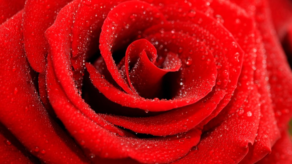 唯美浪漫玫瑰花桌面壁纸