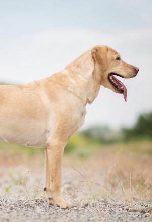吐舌头的大型拉布拉多犬可爱图片