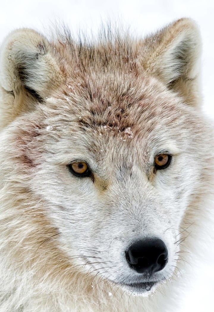 雪中的灰狼动物图片