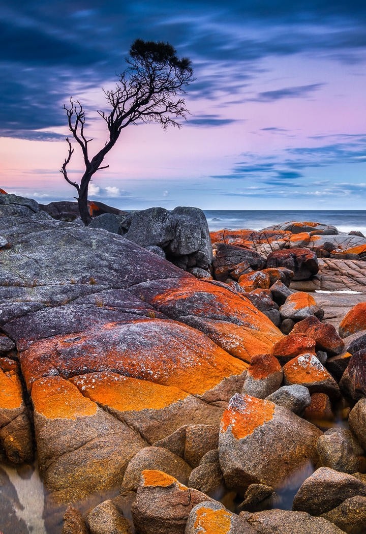 海边唯美意境礁石独树风景图片