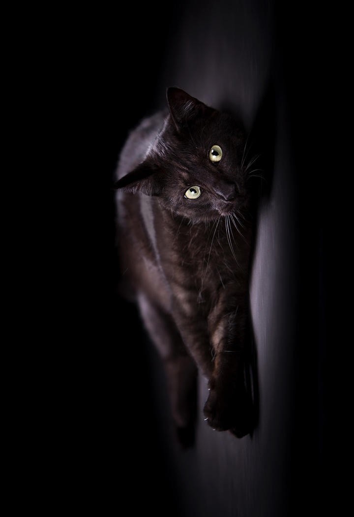 躺着的黑色高贵猫咪图片