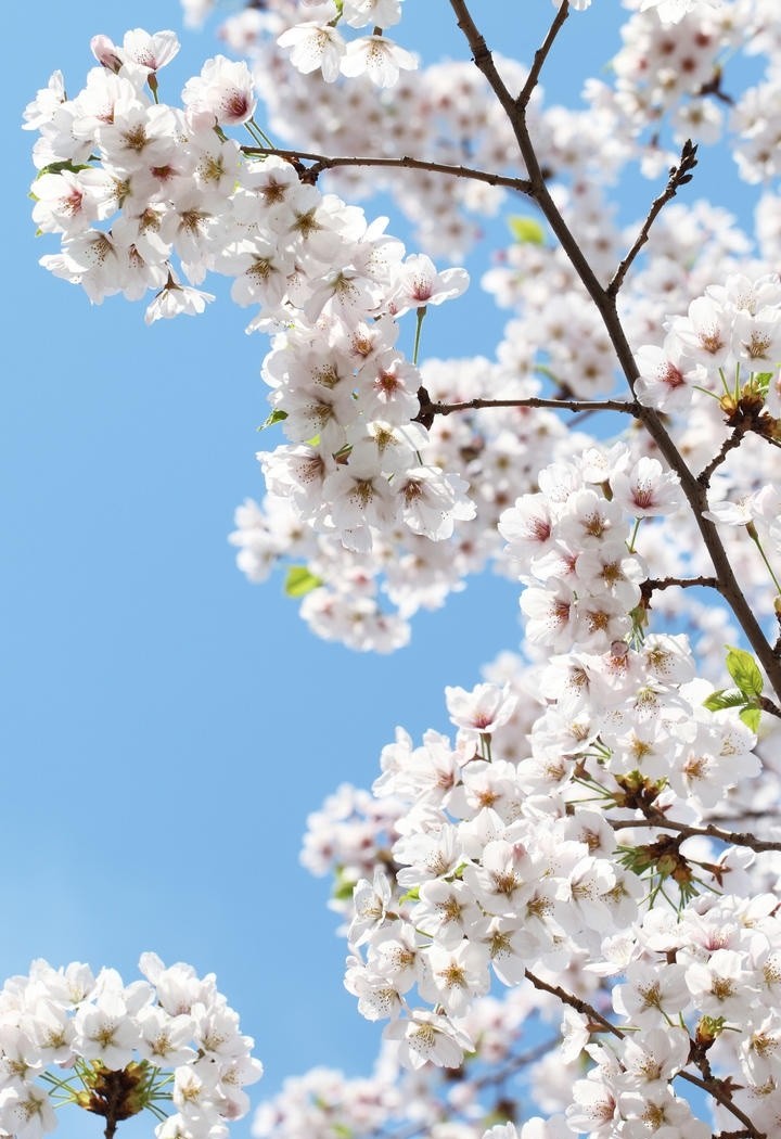 蓝色天空下的白色樱花图片