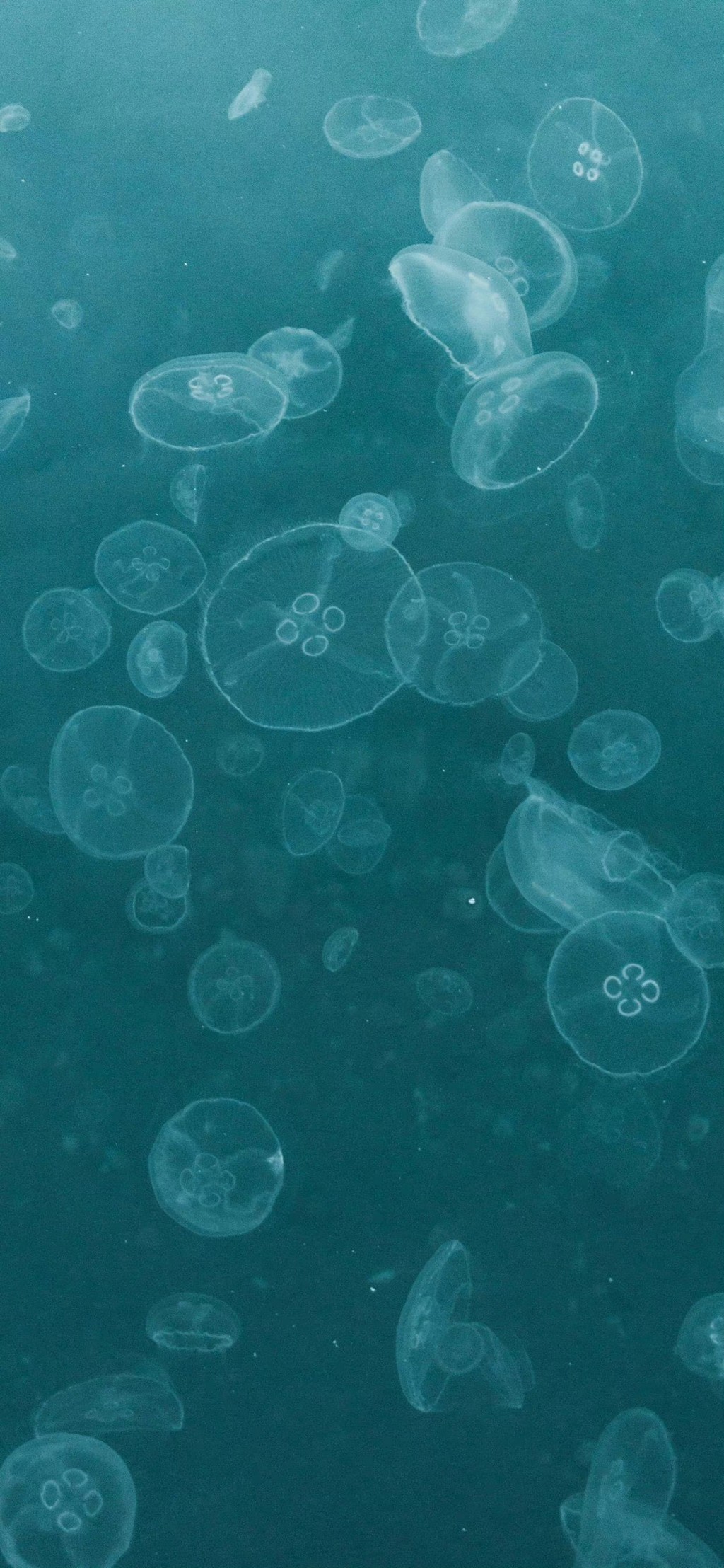 海洋生物多彩水母唯美手机壁纸
