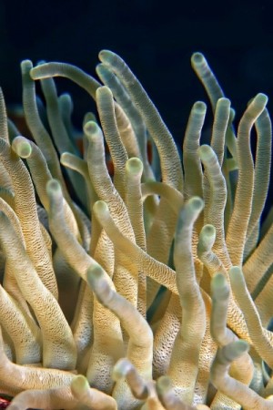 海底珊瑚唯美图片
