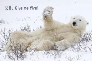 北极熊搞笑卖萌姿势带字喜感十足图片
