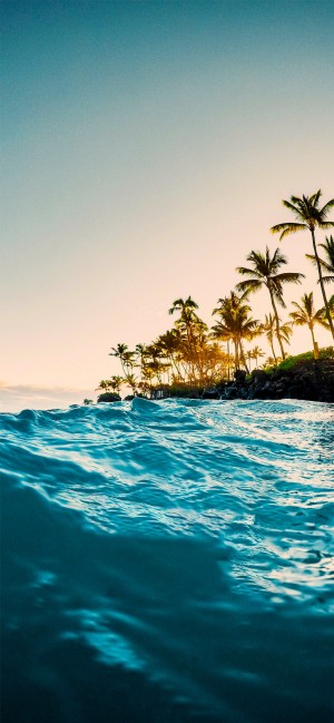 海岸线上的深蓝海水与椰子树