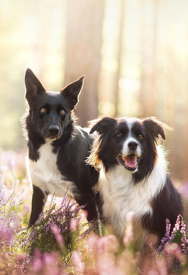 花丛里的两只狗狗牧羊犬图片