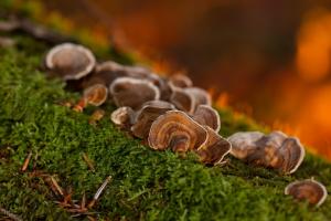 蘑菇 苔藓 树菌 图片