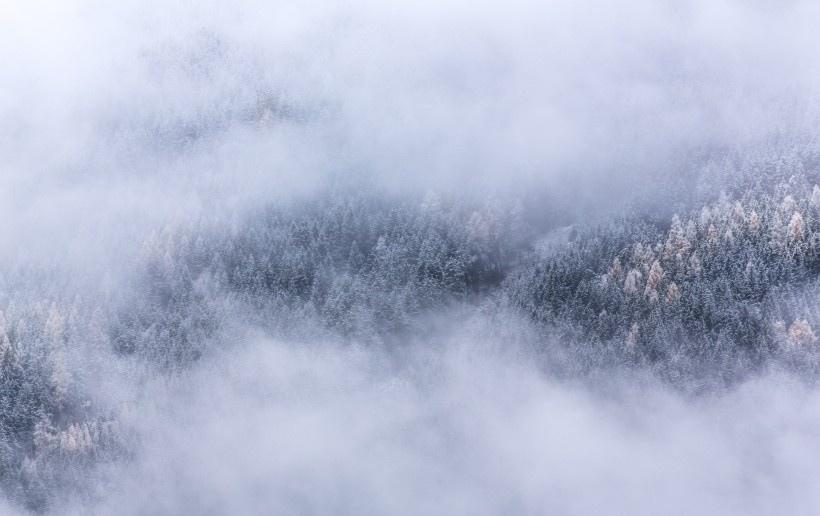 雾气缭绕的森林