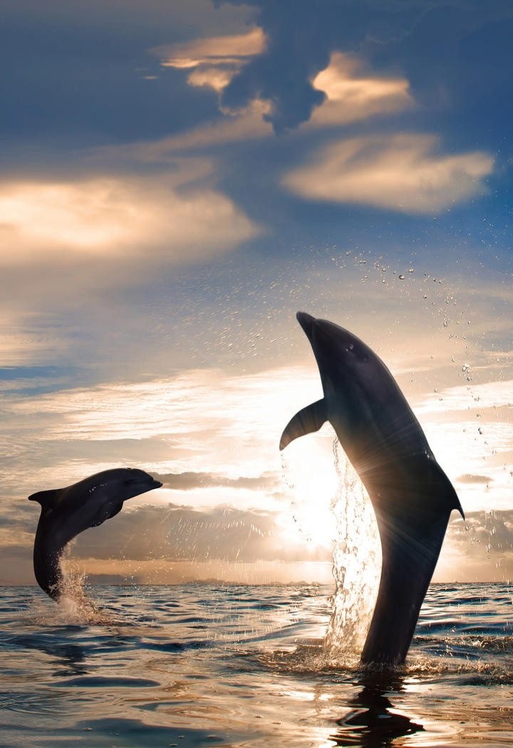 夕阳下跳出水面的海豚图片