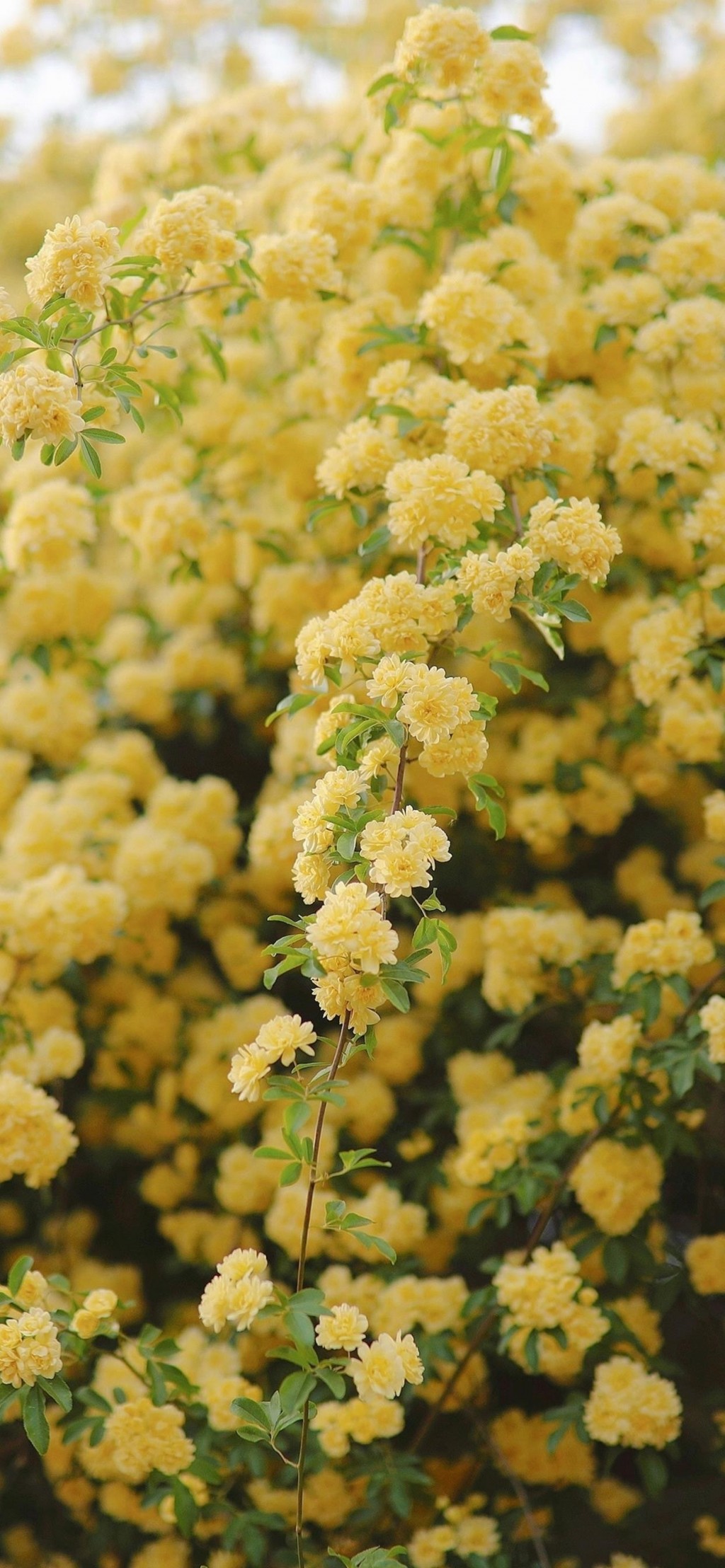 木香花唯美黄色花卉手机壁纸