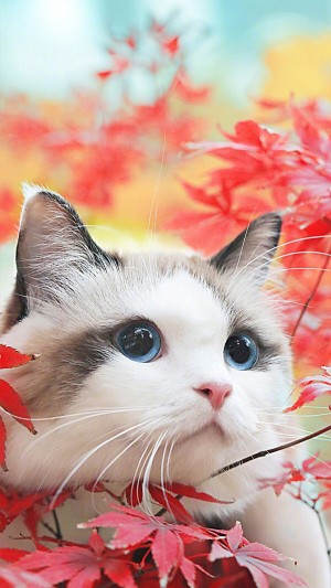 秋天红色枫叶下的小猫